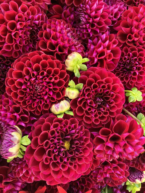 Bright red dahlia blooms, the type that is a compact globe. Buds are peeping out amongst the blooms. 