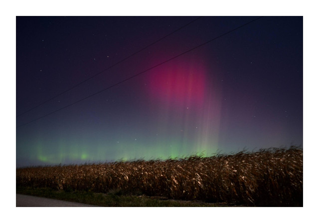 A pink and green aurora, centered above a corn field during fall