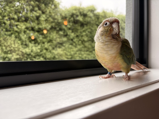 A yellow and green parrot on a white window sill. He is looking at me. But was looking out the window. The outside is grey with a big hedge. The reflection of three inside light are orange dots on the glass.  