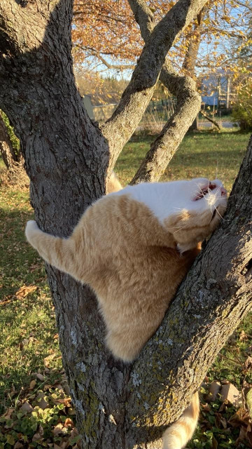 An orange and white cat is up in a small tree.  The cat is giving the main trunk a hug while leaning backwards to scratch the top of its head on the bark of an upward sloping branch.    Fall colors, green grass, and blue sky in the background.   