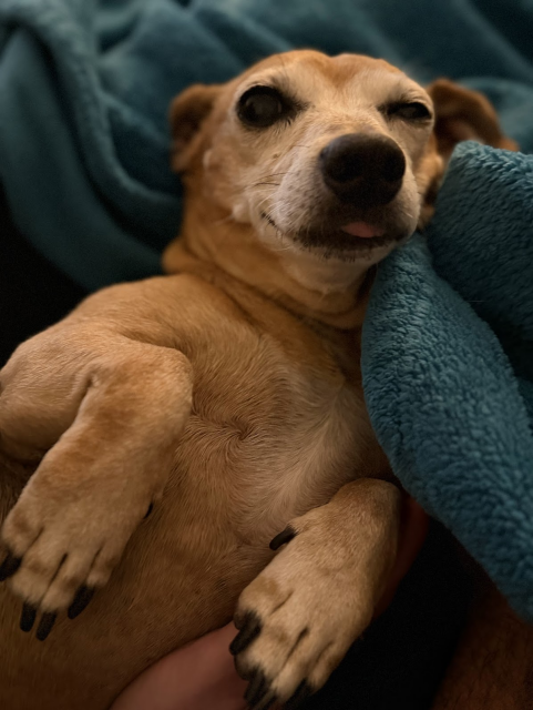 dachshund-mix is lying on his back, front paws crooked up. One eye is half-closed and he's got a satisfied smile with a little bit of tongue peeping out. 