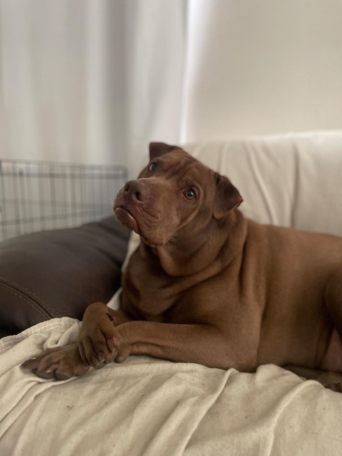 Odin, a brown shar pei / lab mix, sitting on a couch with his front paws crossed. his head is tilted to his left and ears at attention. he seems like he is listening very intently 