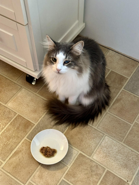 Thor, a fluffy grey and white bicolor half-Ragdoll cat, sitting on a beige, tan, and grey faux stone vinyl kitchen floor, with his silky plume of a tail curled around his front feet. He is looking up with an expression of dissatisfaction about the unacceptable quality of his prescription cat food. 