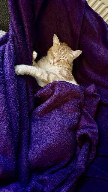 Washy sleeping under his purple blanket
