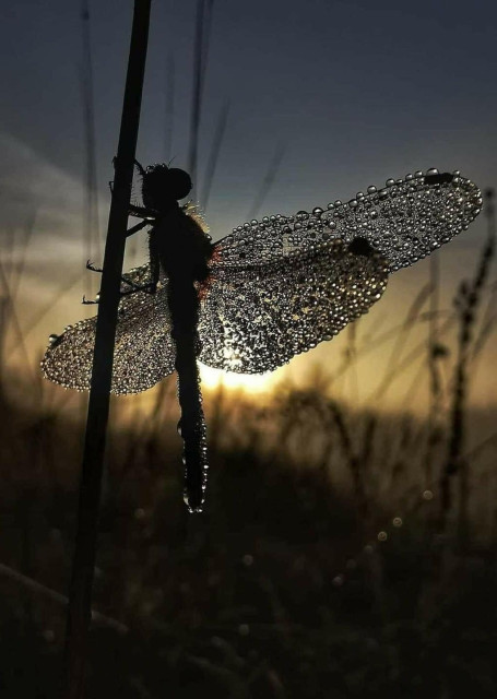 A dragonfly covered in dew on a stalk is back lit by the rising sun giving an ethereal effect