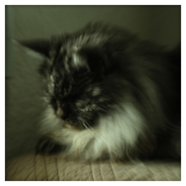 Quadratisches Foto in Grün- und Beigetönen. Die Langhaarkatze schläft flauschig. 2023