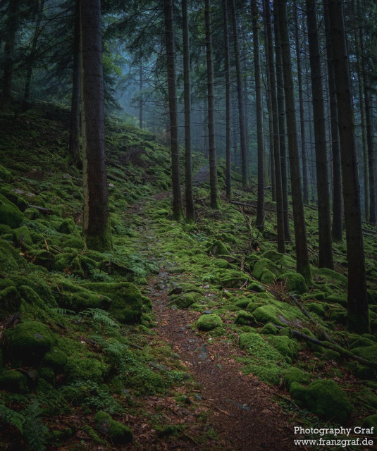 A narrow, winding trail meanders through a dense, misty forest, its path carpeted with a thick layer of vibrant green moss. Towering trees, their trunks dark and sturdy, rise high above, their branches intertwining to form a natural canopy that filters the soft, diffused light. The air is cool and damp, filled with the earthy scent of moss, pine, and the faint hint of mist that lingers among the trees.

The forest floor is a lush tapestry of moss-covered rocks and fallen branches, their surfaces softened by layers of velvety green. The trail, though narrow, is inviting, leading deeper into the heart of the forest where the mist adds an air of mystery and tranquility. Sunlight struggles to penetrate the thick foliage, casting dappled shadows and creating an atmosphere of serene solitude.

This enchanting scene evokes a sense of peaceful isolation, as if stepping into another world where time slows and nature’s quiet beauty takes center stage. The forest feels ancient and untouched, a sanctuary for those seeking refuge in the embrace of the natural world.