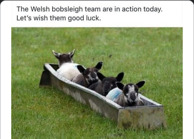 Four sheep in a trough in the middle of a field. Text reads "The Welsh bobsleigh team are in action today, let's wish them good luck"