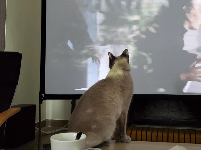 Blue point siamese cat sitting on a table in front of a projector screen, with the picture projected onto the back of her head