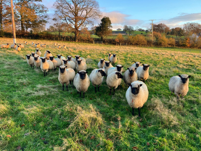 Photo of a small flock of Llanwenog sheep in a field of grass. The sheep have white fleeces with black faces and legs. The fleece comes down over their foreheads. They are all (well mostly, one or two aren’t paying attention) at the camera as they hope the camera person (me) is carrying food (I’m not). The autumn sun is on its way down casting a warm glow over the field and sheep. It also catches the large trees on the far side of the field to the left, now mostly bare of leaf.