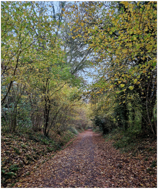 View of leaf strewn path going into the distance bordered by deciduous trees in full autumn colours.