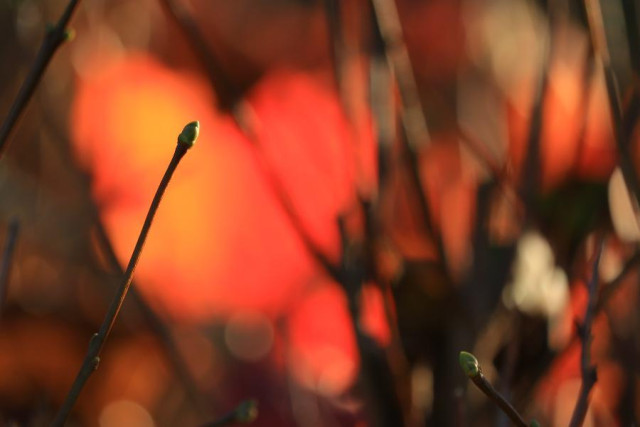 A chaotic image of branches of a lilac hedge with green buds. In the background some out of focus, orange maple leaves with backlight got stuck and one of them is shaped as a glowing heart. 