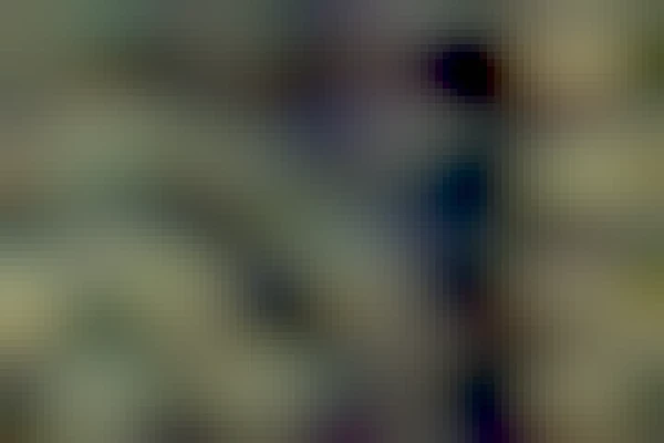 Branches covered with lichens, lit up by the afternoon sun. In the background you can hunch a white frame of a window.