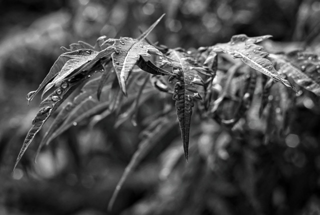 A close up image of leaves hanging on a branch covered in rain drops. This is a black and white image.