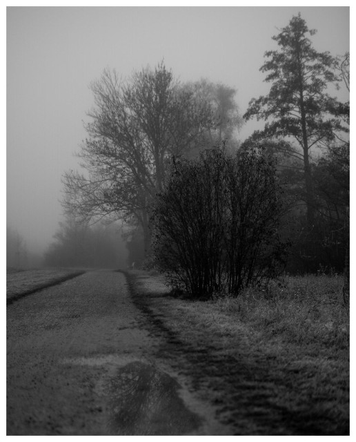 Blick entlang eines Feldwegs mit Pfütze, Bäumen und einer extra großen Portion Nebel.