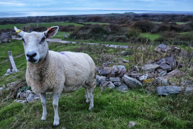 A photograph of a woolly sheep standing on a grassy hillside, set against a rural landscape. The sheep, with its thick, creamy-white fleece, faces the camera directly, its ears tagged with yellow and red markers. To the right, a pile of weathered stones adds a rustic touch to the scene, while the rolling green fields and distant treeline stretch out towards a calm, expansive sea under a soft, overcast sky. The image captures the tranquillity and natural beauty of the countryside, with the sheep as a focal point amidst the serene, open surroundings.
