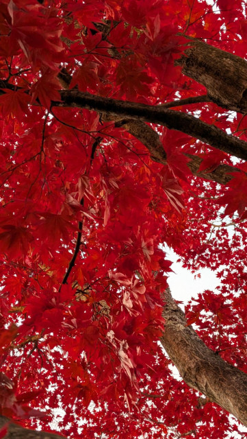 Looking up from the ground into the very red leaves of a red maple tree.