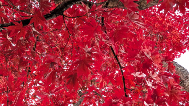 Another view of the red, very red leaves of a red maple tree in my yard. A much brighter red than the reddish-green hue of the spring and summer.