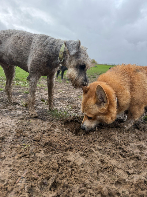 Canis lupus pembrokensis, carefully inspecting a patch of mud along with a grey Schnauzer-looking dog.