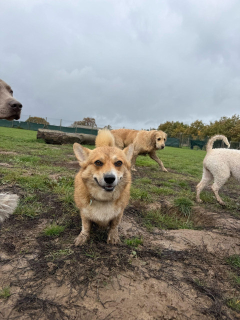 Canis lupus pembrokensis, standing in a bit of mud among a lot of other dogs in the background, very muddy herself, and looking very content.