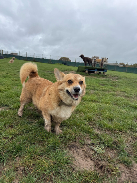 Canis lupus pembrokensis, with a bright expression, on a grassy field with patches of mud.
