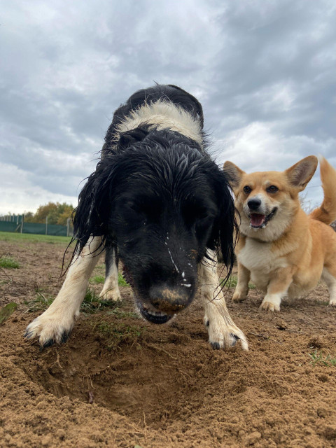 Canis lupus pembrokensis, standing behind a black and white dog closely inspecting a hole they've dug. She looks very excited for them.