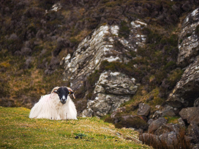 A white ram with a black head sitting on a green patch next to a giant, moss- covered rock. 