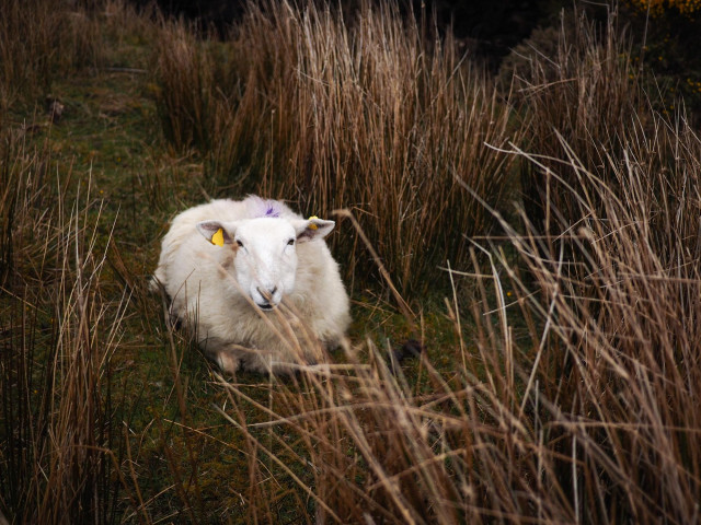 A white sheep sitting on a patch among tall, golden grasses. 