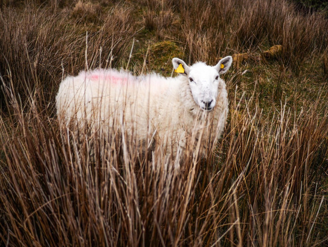 A white sheep standing among tall, golden grasses. 