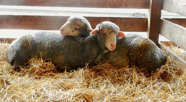 Two gray sheep rest together on golden straw bedding inside a wooden pen, their bodies positioned in an interlocking embrace with one sheep's head resting over the other's back. The sheep on the left has its head turned away, while the sheep on the right faces toward the camera with orange ear tags visible. Both animals have thick, woolly fleeces and are lying close together in an affectionate, intertwined position in a comfortable, well-bedded enclosure with wooden rails visible in the background.