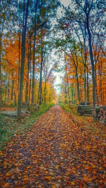 Autumnal path strewn with fallen leaves.