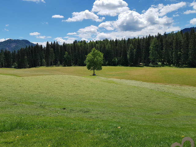 Ein Baum steht einzeln auf einem Hügel mit Wiese bedeckt. Dahinter im Hintergrund ein Nadelwald. Darüber blauer Himmel mit Haufenwolken
