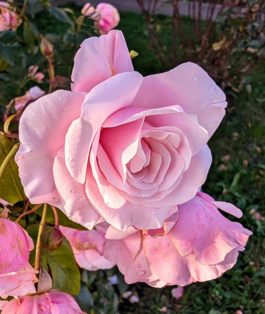 One pink rose that is unscathed by the storm is on the bush next to a rose turning brown from the recent rain.