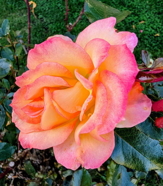 A gold and pink last blossom on a rose bush that is mostly done for the season 