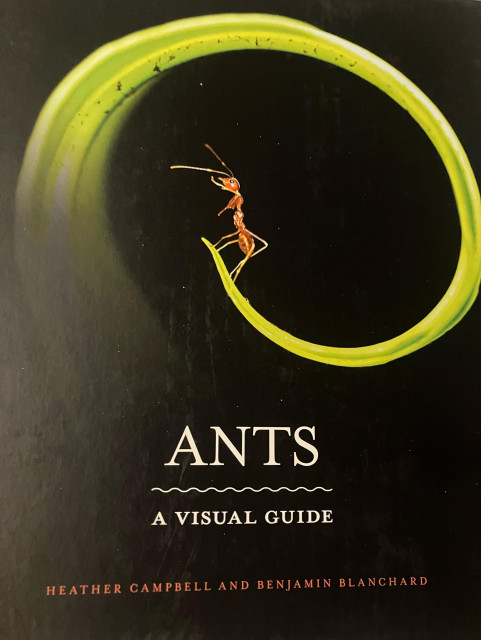Cover of a book. “Ants a visual guide” “Heather Campbell and Benjamin Blanchard”. It features a black background with a red ant perched on the spiral of a small green leaf 
