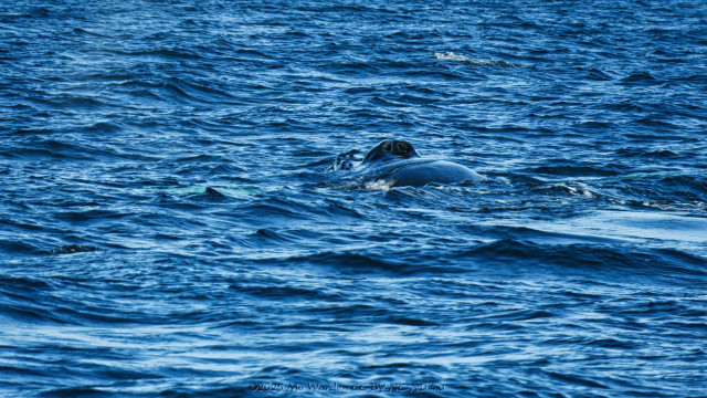 A set of four colour photos of a humpback whale taken during a whale-watching expedition. The first shot is of blue sea with the blowhole of a whale above the surface, its back shiny with water.