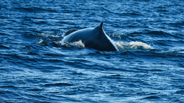 The second shot is soon after the first; the nostrils of the blowhole are still visible but the dorsal fin and hump are now above the surface of the water.