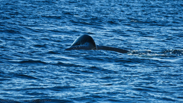 The third photo is of the end of the animal's spine and the centre of the tail, the bumps of vertebrae are visible as well as the top of the fluke.