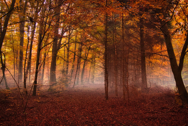 A dark autumn forest in predominantly brown tones. Light fog swirls between the individual trees, creating a mystical and somewhat eerie atmosphere.