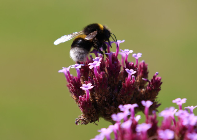A close-up photograph of a bumblebee perched on a cluster of vibrant purple flowers. The bumblebee, with its distinctive black and yellow striped body and fuzzy white rear, is captured mid-action, likely collecting nectar or pollen. The flowers are in sharp focus, showcasing their delicate petals and intricate structure, while the background is softly blurred, emphasising the bee and the blooms. The scene is set against a muted green backdrop, suggesting a natural outdoor environment.