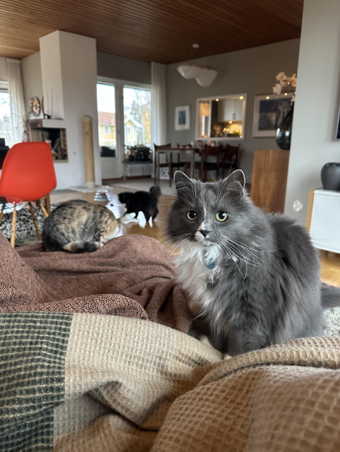 Tre katter i ett vardagsrum.