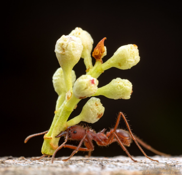 macro photo of a dull red, leggy ant with sharp spines along its back struggling with a much larger multi-flowered plant bud in its mandibles, held over its back, against a pure black background.