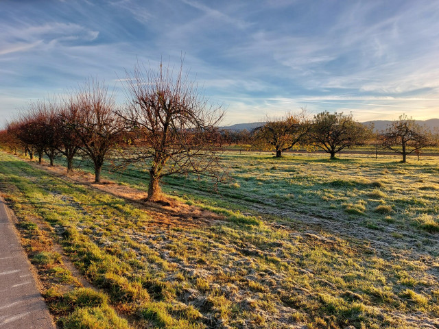 Morgendliche herbstliche Natur bei Sonnenaufgang mit dem Schwarzwald im Hintergrund, Obstbäume im Vordergrund
