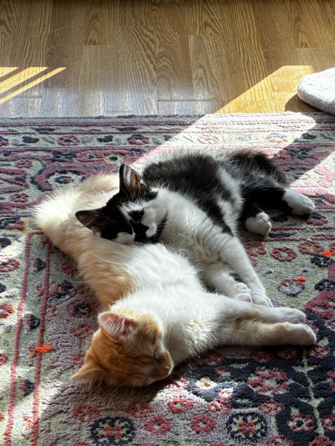 A yellow and white fuzzy kitten lays on an ornate rug. A similar sized black and white kitten is laying next to the first, resting his head on his brother's tummy.