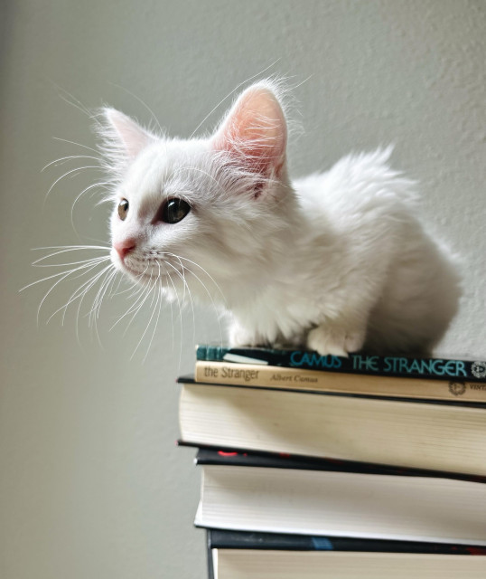 An old picture of Blume (sitting in some books ) when she was a kitten and new to our home.