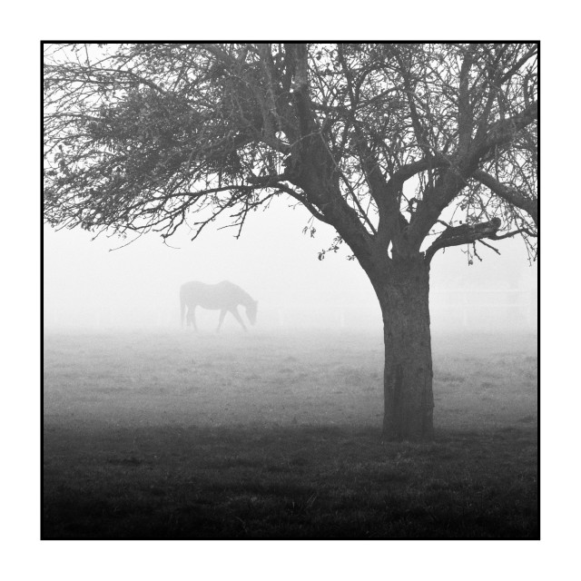 Square black-and-white photograph. In the foreground stands a leafless tree, its trunk slightly right of center and its branches spreading across the upper part of the frame. Behind the tree, partially obscured by dense fog, a horse grazes in a field. The ground is grassy and uneven, with faint fencing visible in the distance through the mist. The fog softens all background details, leaving only subtle outlines of the landscape.