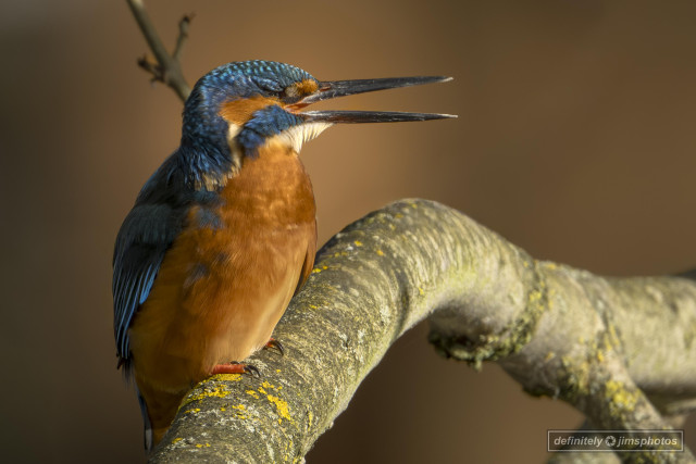 A male kingfisher dazzles with electric blue plumage, a rich orange chest, and a dagger-like bill poised for precision dives.