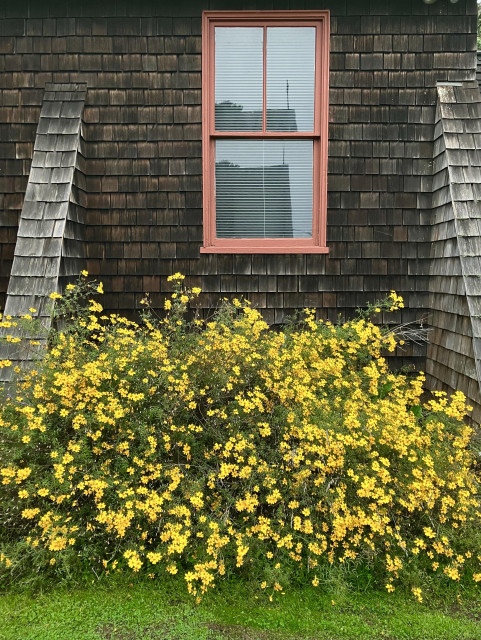 A dark brown shingled wall with matching buttresses has a reddish-brown framed window in the middle, and an explosion of bright yellow flowers on a shrub below.