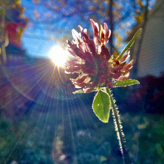 A red clover with the sun peeking out from behind it. The sun is creating a series of radial and concentric circle lens flares. The brightness and shadows have been edited to emphasize the rainbow nature of the lens flares. 