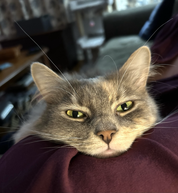 A dilute tortoiseshell cat (light blue-gray and tan with a white ruff, light green eyes, pink nose and long white whiskers) relaxes with her head on one of her owner’s burgundy-sleeved arms, her eyes partially closed.